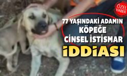 KÖPEĞE İSTİSMARDAN 77 YAŞINDAKİ ADAMA GÖZALTI