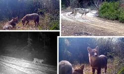 ÇANKIRI'DA YABAN HAYAT FOTOKAPAN'DA