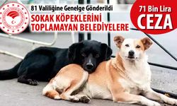 SOKAK KÖPEKLERİNİ TOPLAMAYAN BELEDİYELERE BÜYÜK CEZA