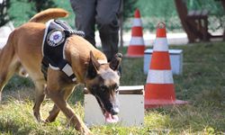 DEDEKTÖR KÖPEKLER ZEHİRLE MÜCADELEDE KİLİT ROL OYNUYOR