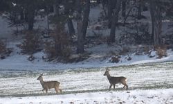 KASTAMONU'DA KARACALAR KÖYLERE İNDİ