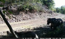KASTAMONU'DA ORMANDA GEZEN AYI FOTOKAPANA SALDIRDI