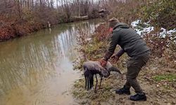 KASTAMONU'DA TEDAVİ EDİLEN TURNA DOĞAYA SALINDI