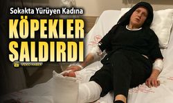 SOKAK KÖPEKLERİ BİR KADINA SALDIRDI