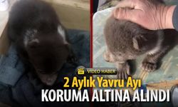 2 AYLIK YAVRU AYI KORUMA ALTINA ALINDI