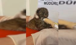 BOLU'DA ORMANDA BULUNAN VAŞAK KORUMA ALTINA ALINDI