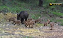 DOMUZ VE YAVRULARI FOTOKAPANALA GÖRÜNTÜLENDİ