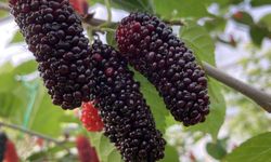 MUCİZE BESİN: KARADUT