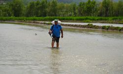 KASTAMONU TOSYA'DA ÇELTİK EKİMİNE BAŞLANDI