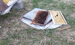 KASTAMONU'DA AYI 6 ARI KOVANINI PARÇALADI
