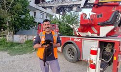 ÇATIDA MAHSUR KALAN KEDİ KURTARILDI