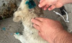 ALKOLLÜ ŞAHIS YAVRU KÖPEĞİ ISIRIP ŞİDDET UYGULADI