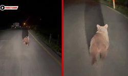 ÖNLERİNDE KOŞAN AYIYI KAYDA ALDILAR
