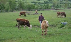 ŞEHİR HAYATNDAN SIKILIP KASTAMONU'YA ÇİFTLİK KURDU