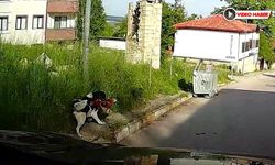 SOKAK KÖPEĞİ TAVUĞU ALIP KAÇTI