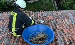TOSYA'DA ÇATIDA MAHSUR KALAN LEYLEKLERİ İTFAİYE KURTARDI