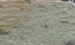AMASRA'DA YARALI YUNUS KARAYA VURDU