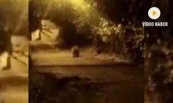 MEZARLIĞA İNEN AYI KAMERADA