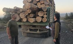 BOLU'DA KAÇAK AĞAÇ KESİMİNE AĞIR CEZA