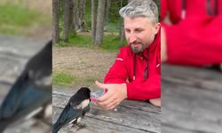 BOLU'DA PİKNİK YAPAN AİLE KARGAYI ELLERİYLE BESLEDİLER