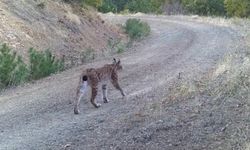 ÇANKIRI'DA YABAN HAYAT FOTOKAPANA YAKALANDI
