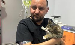 KEDİNİN MESANESİNDEN 2 SANTİMLİK TAŞ ÇIKTI