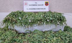 KASTAMONU'DA 120 BİN KÖK HAŞHAŞ ELE GEÇİRİLDİ