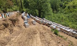 KASTAMONU'DA 56 ARI KOVANI ZEHİRLENDİ