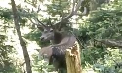 KASTAMONU'DA KIZIL BENEKLİ GEĞİK GÖRÜNTÜLENDİ