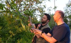 KESTANE BALINDA VERİMİN ARTMASI BEKLENİYOR
