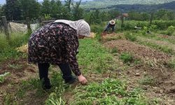 MEMLEKETİNE DÖNEN İKİ KARDEŞ SAHLEP BİTKİSİ YETİŞTİRİCİLİĞİNE BAŞLADI