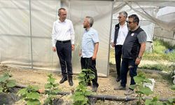 TARIM İL MÜDÜRÜ AYVALIK SERALARI ZİYARET ETTİ