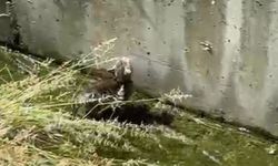 SU KANALINDA MAHSUR KALAN KEDİYİ POLİS KURTARDI