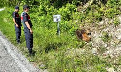 YARALI HALDE BULUNAN KARACA TEDAVİ ALTINDA