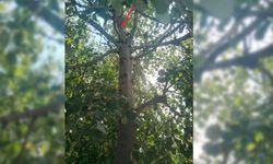 ZONGULDAK'TA IHLAMUR AĞACINDAN DÜŞEN KADIN YARALANDI