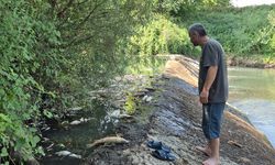 BARTIN IRMAĞI'NDA TOPLU BALIK ÖLÜMLERİ YAŞANIYOR