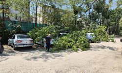 BARTIN'DA ÇÜRÜYEN AĞAÇ PARK HALİNDEKİ ARAÇLARIN ÜSTÜNE DEVRİLDİ