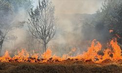 BOLU'DA ANIZ YANGINI KORKUTTU