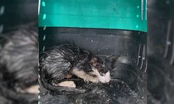 BOLU'DA SU BORUSUNA SIKIŞAN KEDİ KURTARILDI