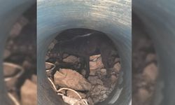 DEVREKANİ'DE 8 METRE DERİNLİĞİNDEKİ ROGARA DÜŞEN KÖPEKLER KURTARILDI