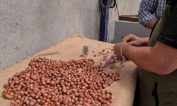 ALAPLI'DA HASAT TARİHİ BELLİ OLDU