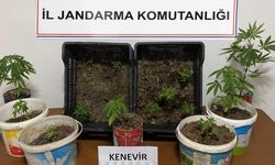 EFLANİ VE SAFRANBOLU'DA 14 KÖK KENEVİR ELEGEÇİRİLDİ