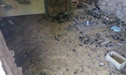 KASTAMONU'DA BAŞIBOŞ KÖPEKLER 22 TAVUĞU TELEF ETTİ