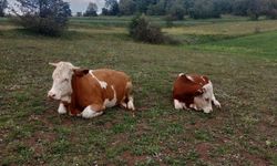 KASTAMONU'DA KAYBOLAN HAYVANLARI DRONLA ARADILAR
