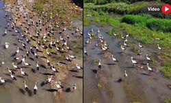 LEYLEKLER VE PELİKANLAR DRONLA GÖRÜNTÜLENDİ