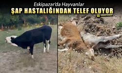 ESKİPAZAR’DA ŞAP HASTALIĞI 3 BÜYÜKBAŞI TELEF ETTİ