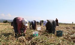 TAŞKÖPRÜ'DE KAVURUCU SICAKLIKTA SARIMSAK MESAİSİ