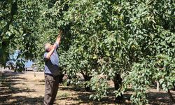 ZONGULDAK'TA KURDUĞU ARMUT BAHÇESİNDE 80 TON HASAT BEKLİYOR