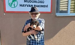 BOLU BELEDİYESİ 10 SAHİPSİZ SOKAK HAYVANINI SAHİPLENDİRDİ