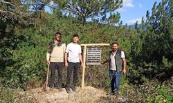 BOLU'DA ORMANLIK ALANLARA FEROMON TUZAKLARI ASILDI